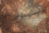 Top Quality Petrified Wood (Araucaria) Round - Madagascar #210850-1